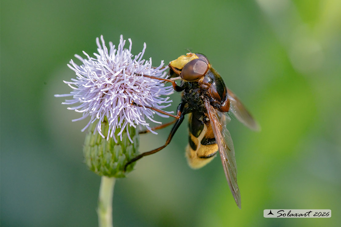 Volucella inanis