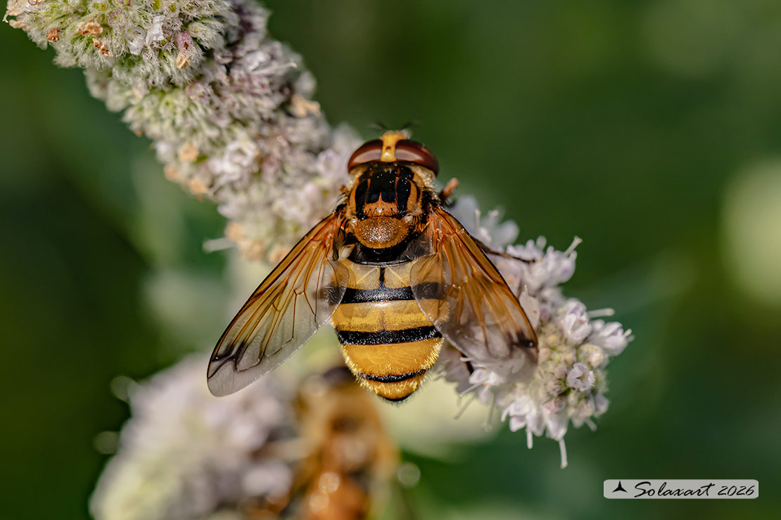 Volucella inanis