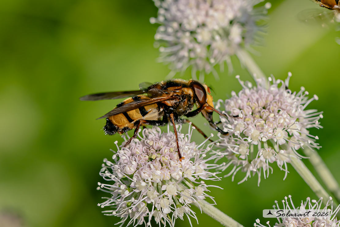 Volucella inanis