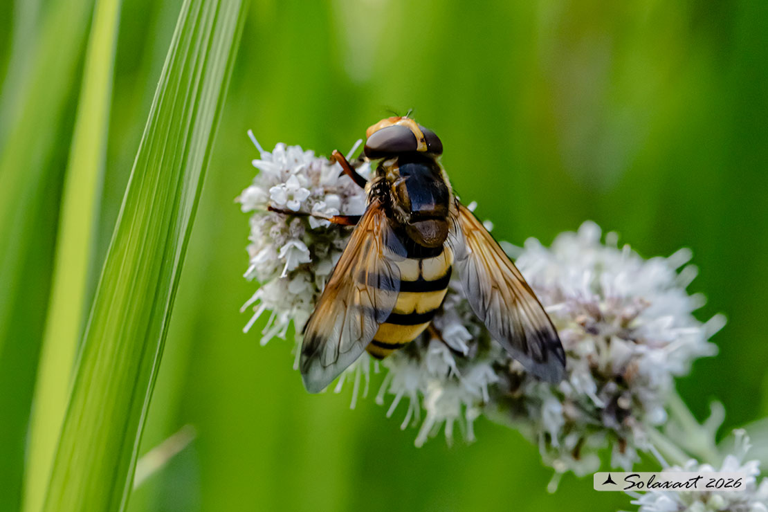 Volucella inanis