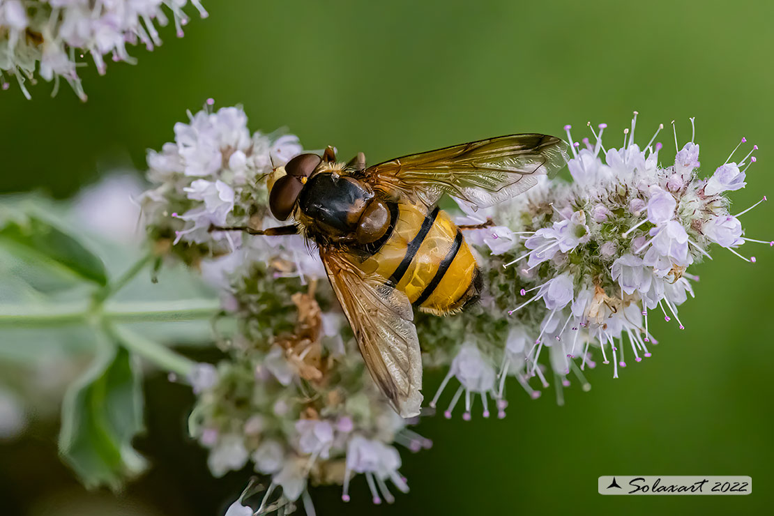 Volucella inanis