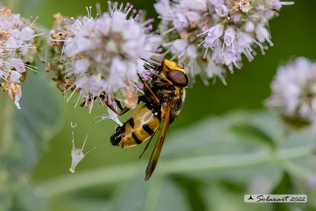 Volucella inanis