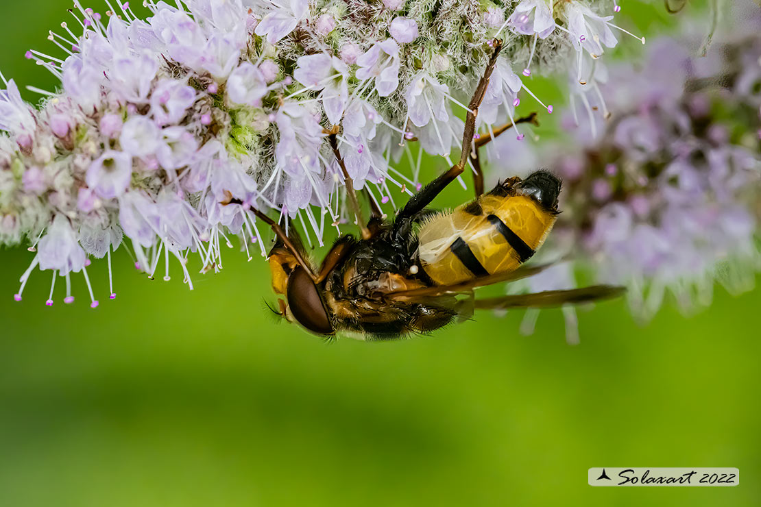 Volucella inanis