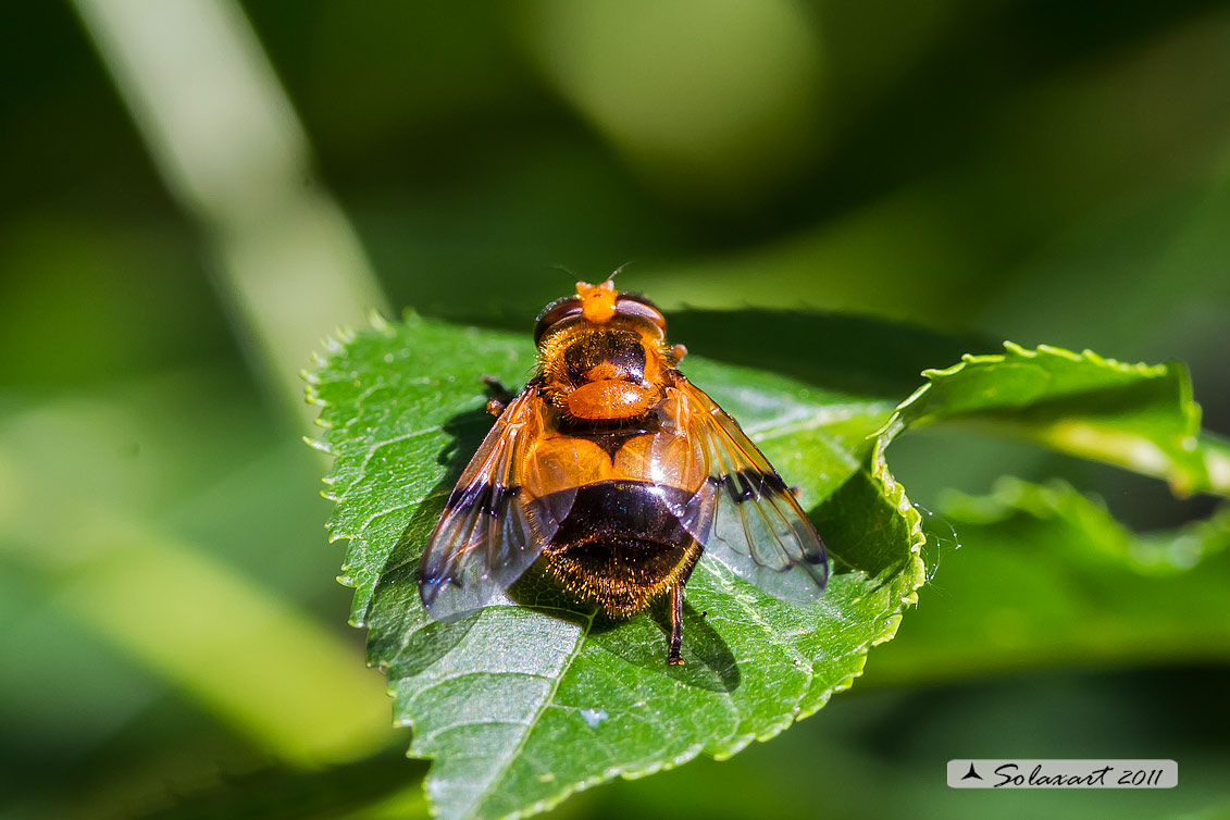 Volucella inflata  - Volucella - Hoverfly