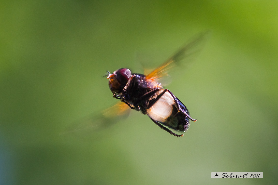 Volucella pellucens