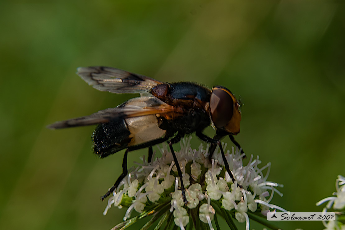 Volucella pellucens