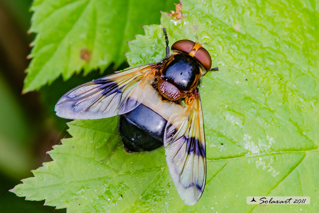 Volucella pellucens