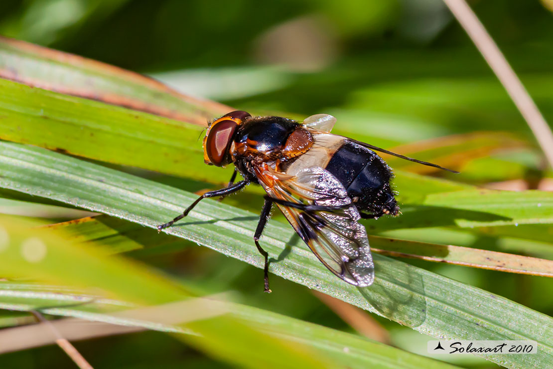 Volucella Pellucens