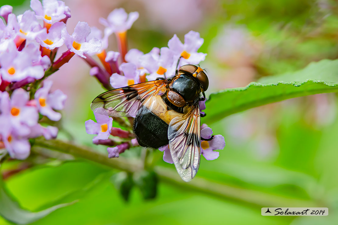 Volucella pellucens - Volucella trasparente - Pellucid Hoverfly