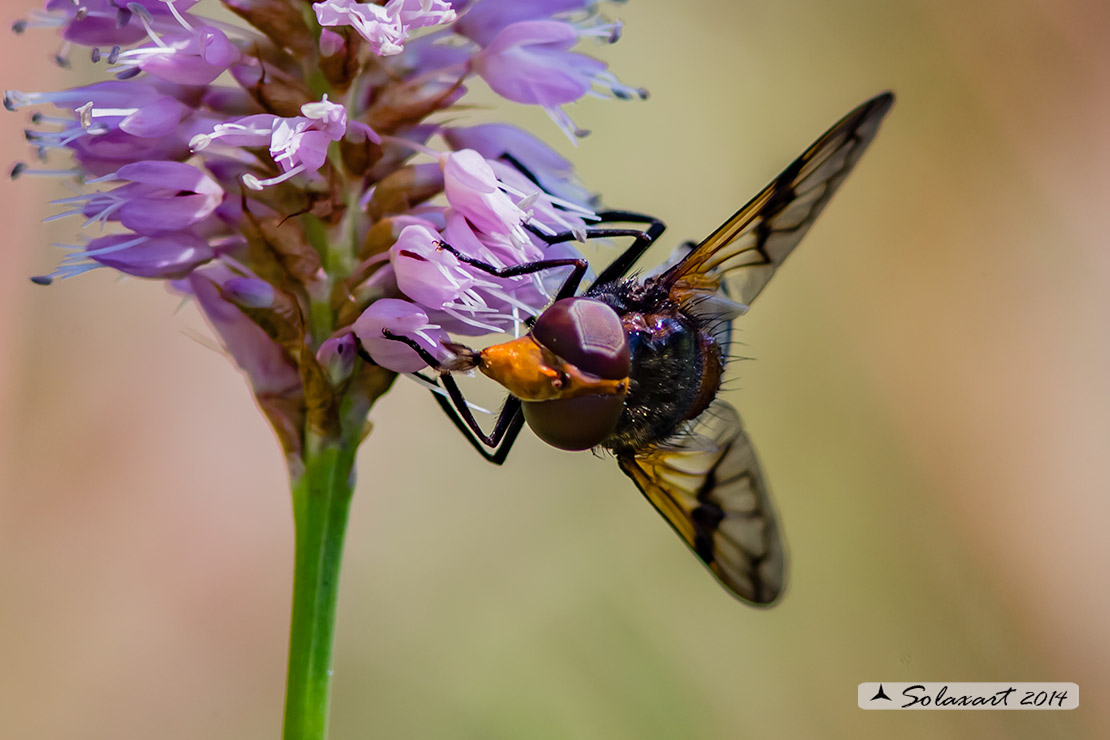 Volucella pellucens - Volucella trasparente - Pellucid Hoverfly