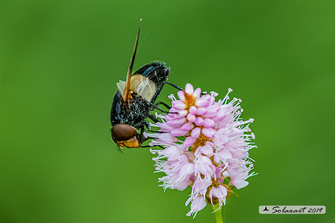 Volucella pellucens - Volucella trasparente - Pellucid Hoverfly