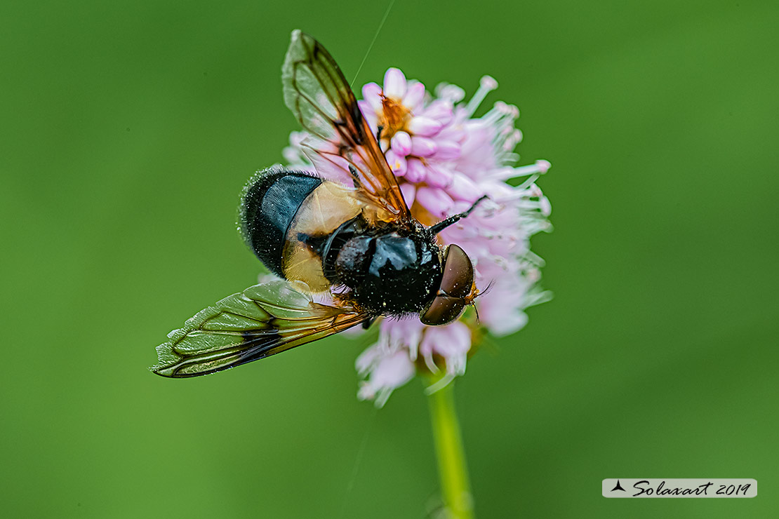 Volucella pellucens - Volucella trasparente - Pellucid Hoverfly