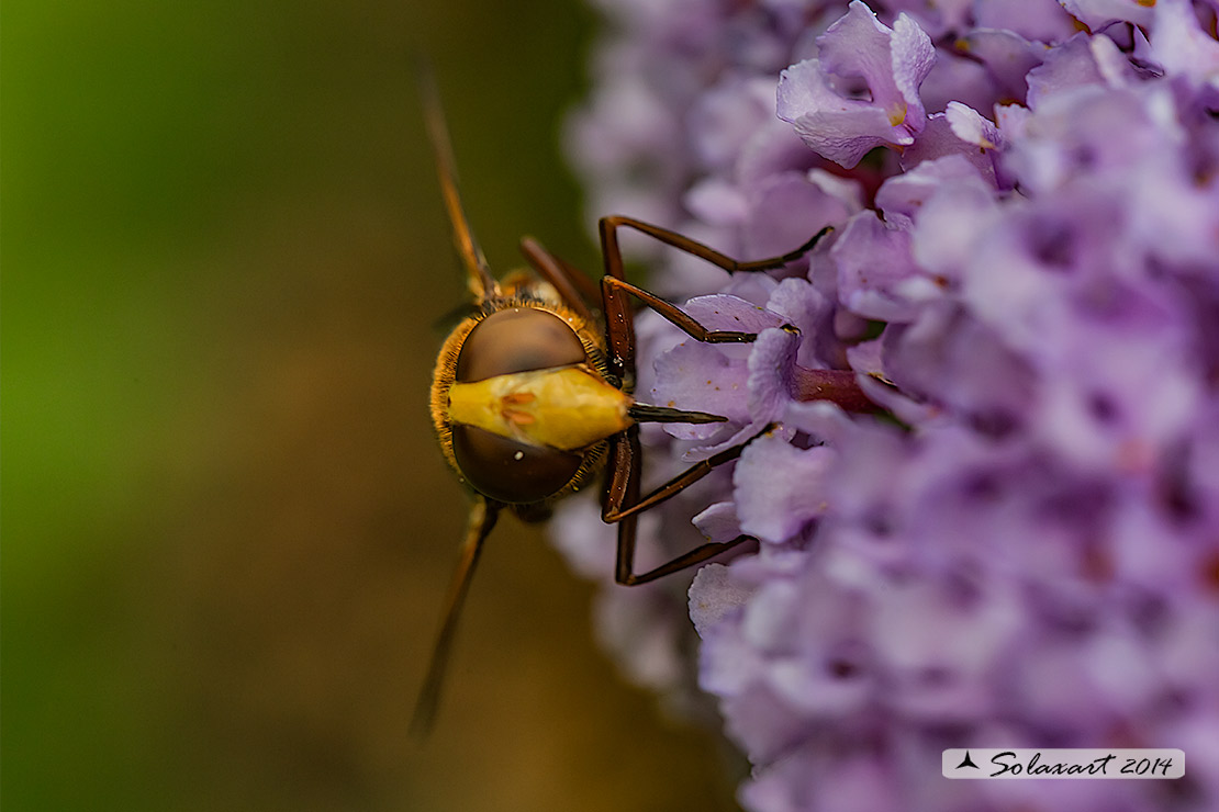 Volucella zonaria  -  hornet mimic hoverfly