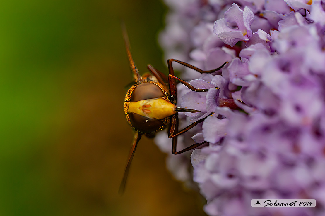 Volucella zonaria  -  hornet mimic hoverfly