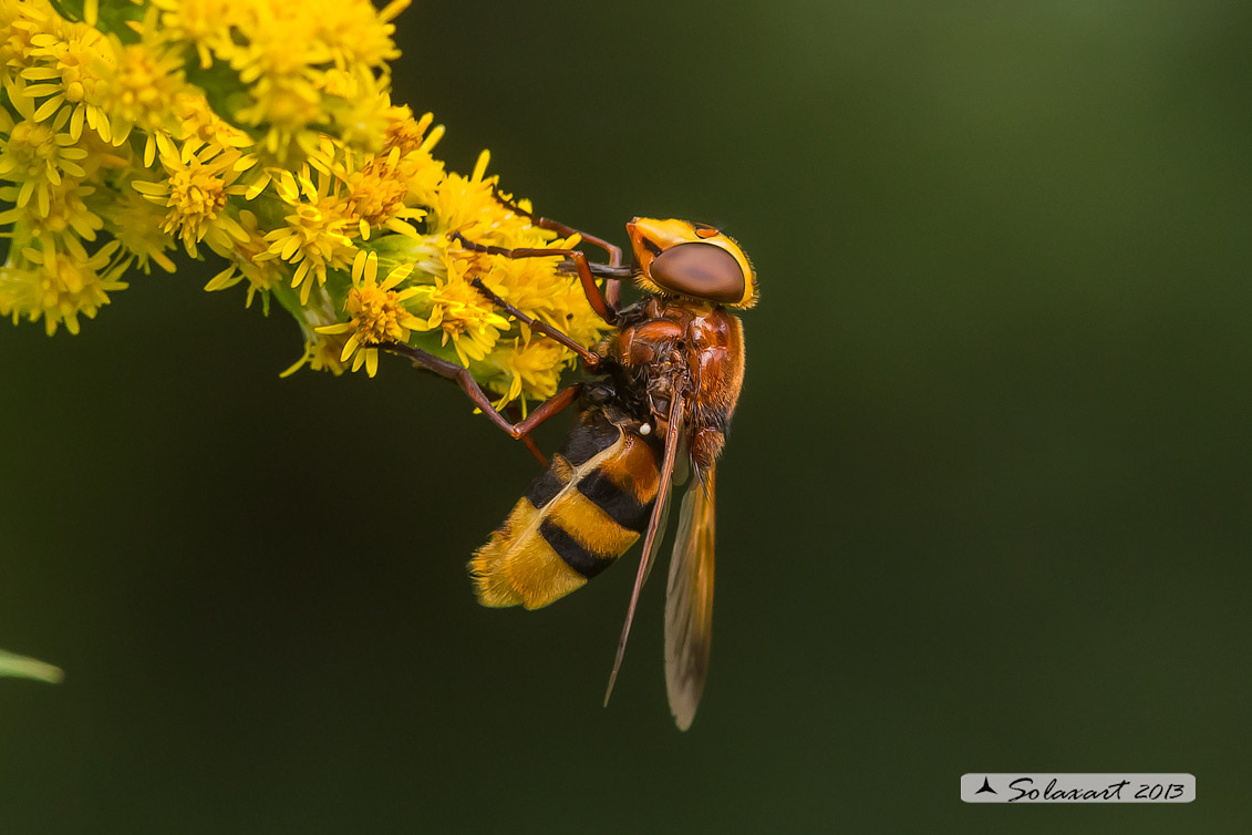 Volucella zonaria  -  hornet mimic hoverfly