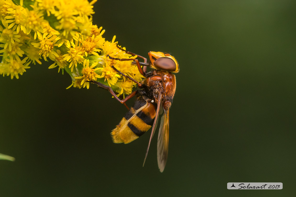 Volucella zonaria - hornet mimic hoverfly