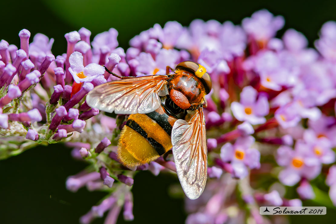 Volucella zonaria - hornet mimic hoverfly