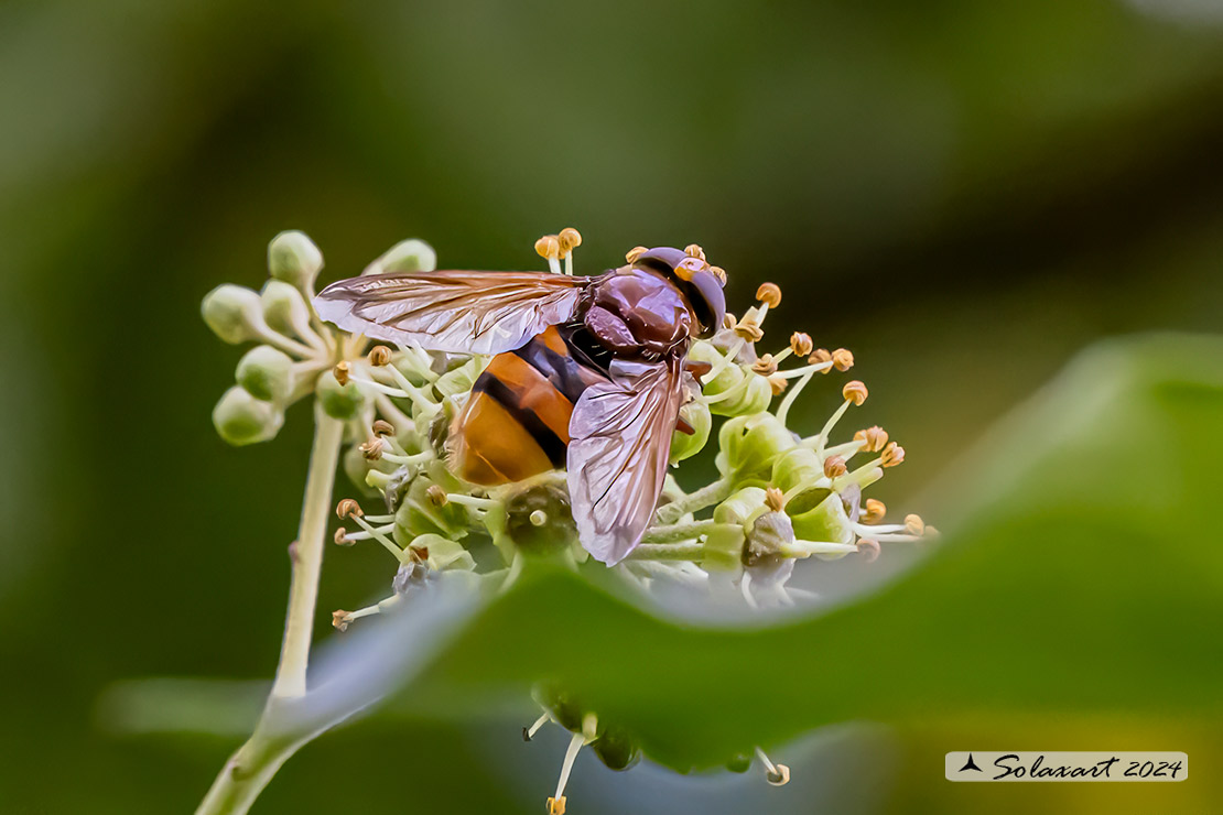 Volucella zonaria - hornet mimic hoverfly