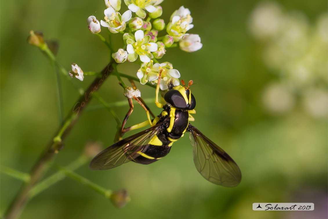 Xanthogramma pedissequum (femmina)