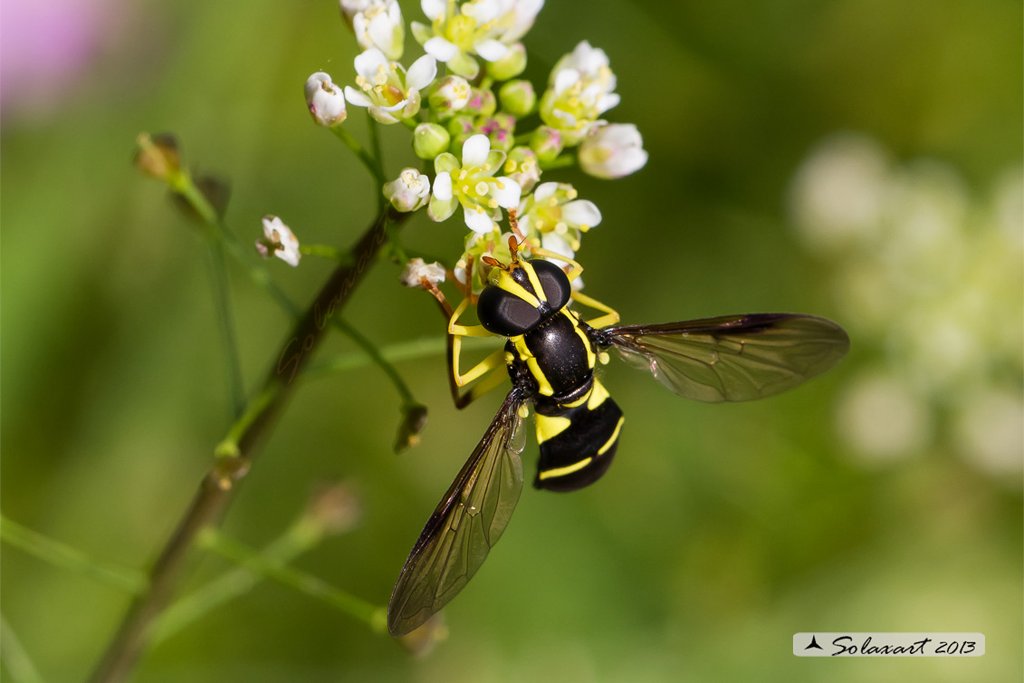 Xanthogramma pedissequum (femmina)