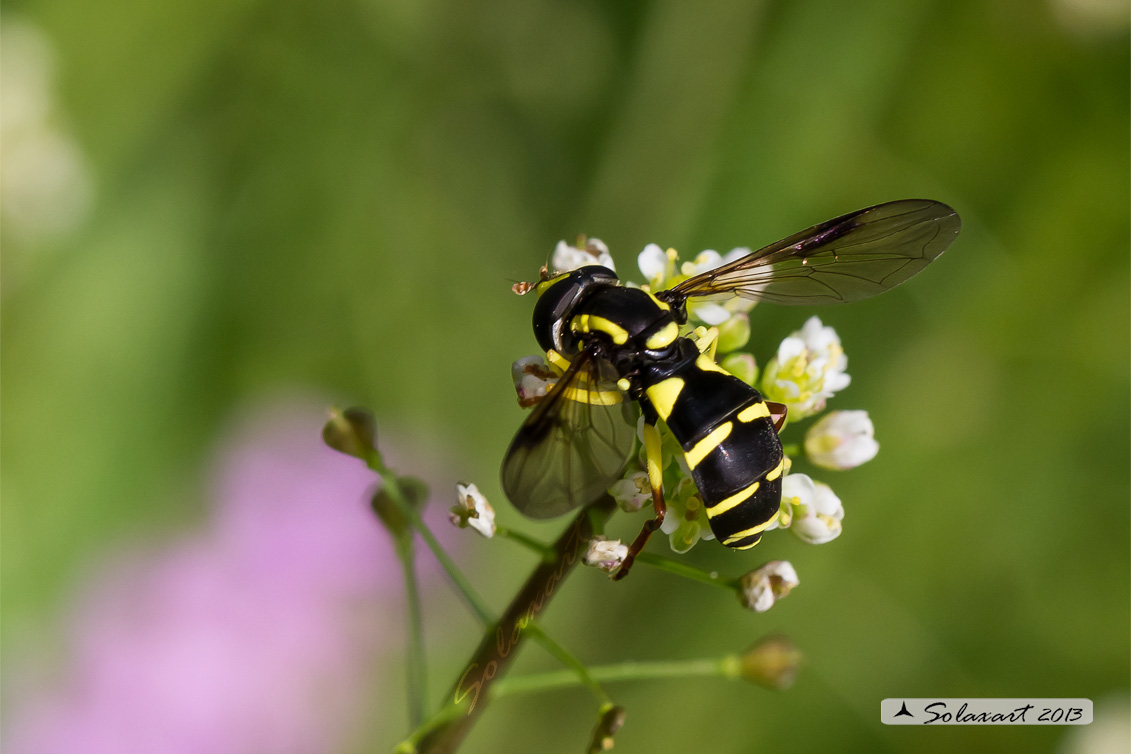 Xanthogramma pedissequum (femmina)