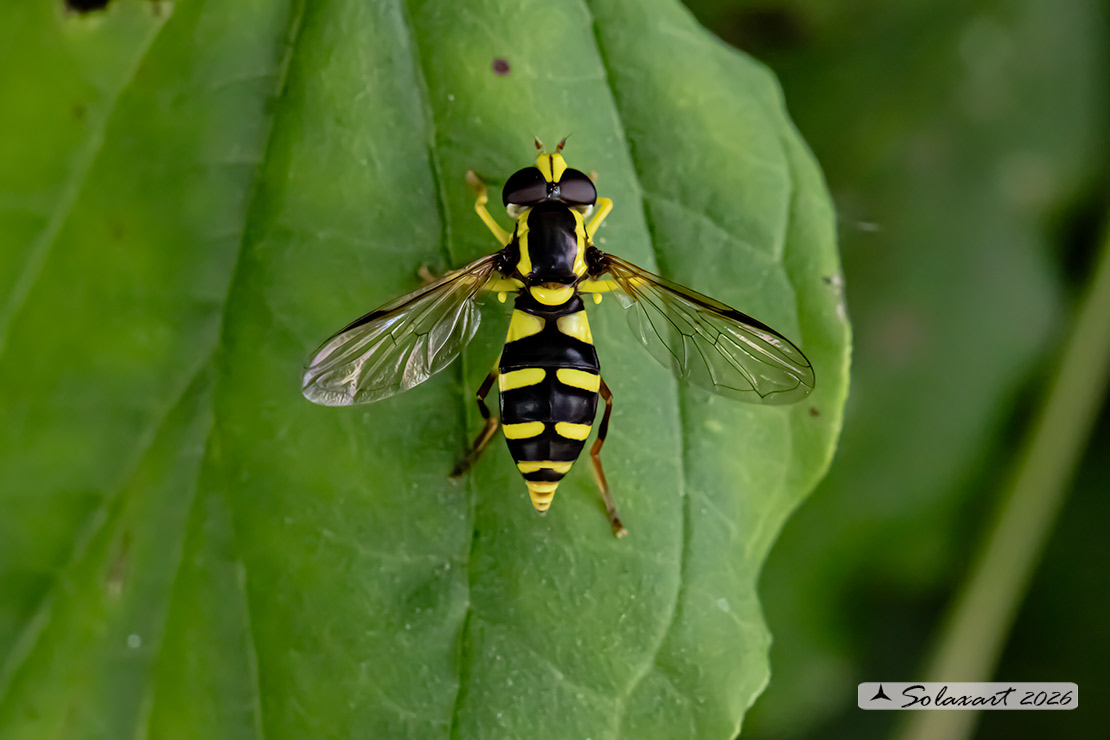 Xanthogramma pedissequum (femmina)