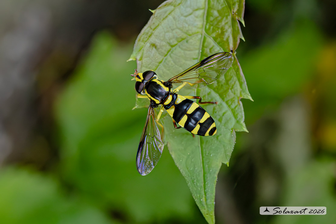 Xanthogramma pedissequum (maschio)