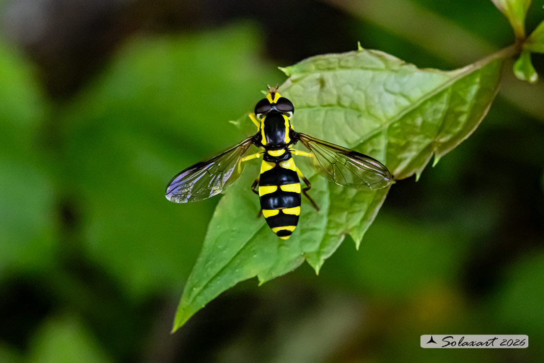 Xanthogramma pedissequum (maschio)