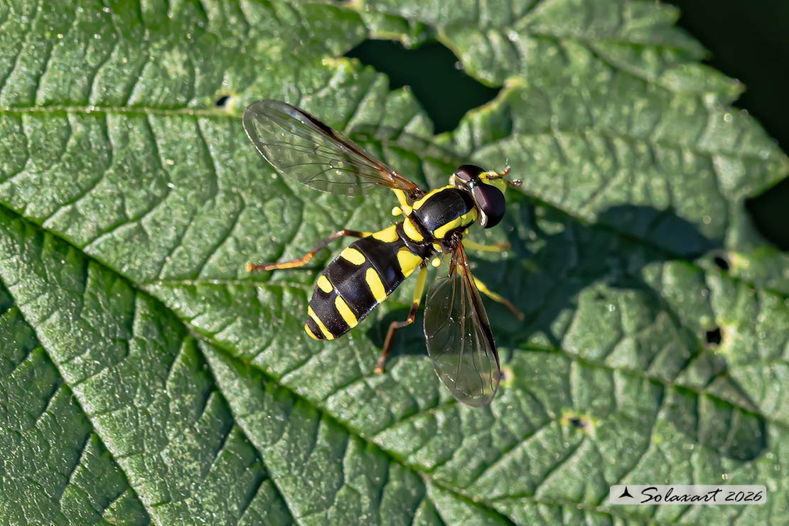 Xanthogramma pedissequum (msachio)