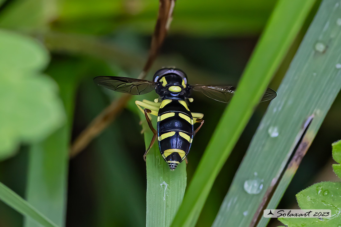 Xanthogramma pedissequum (femmina)