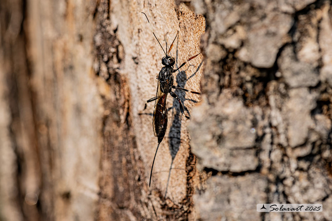 Xorides sepulchralis