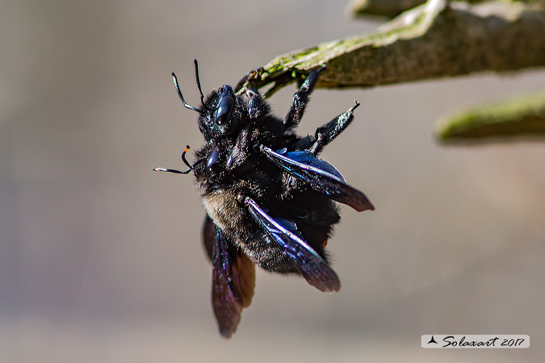 Xylocopa violacea  - Ape legnaiola - Violet Carpenter Bee