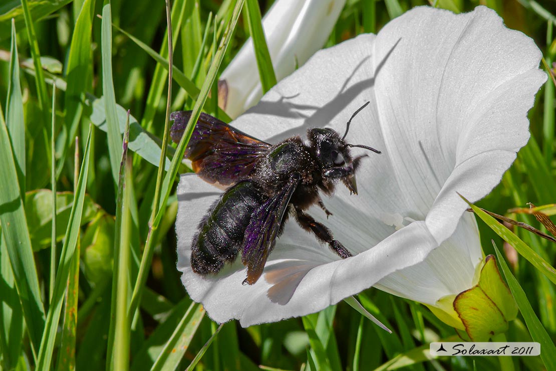 Xilocopa violacea 