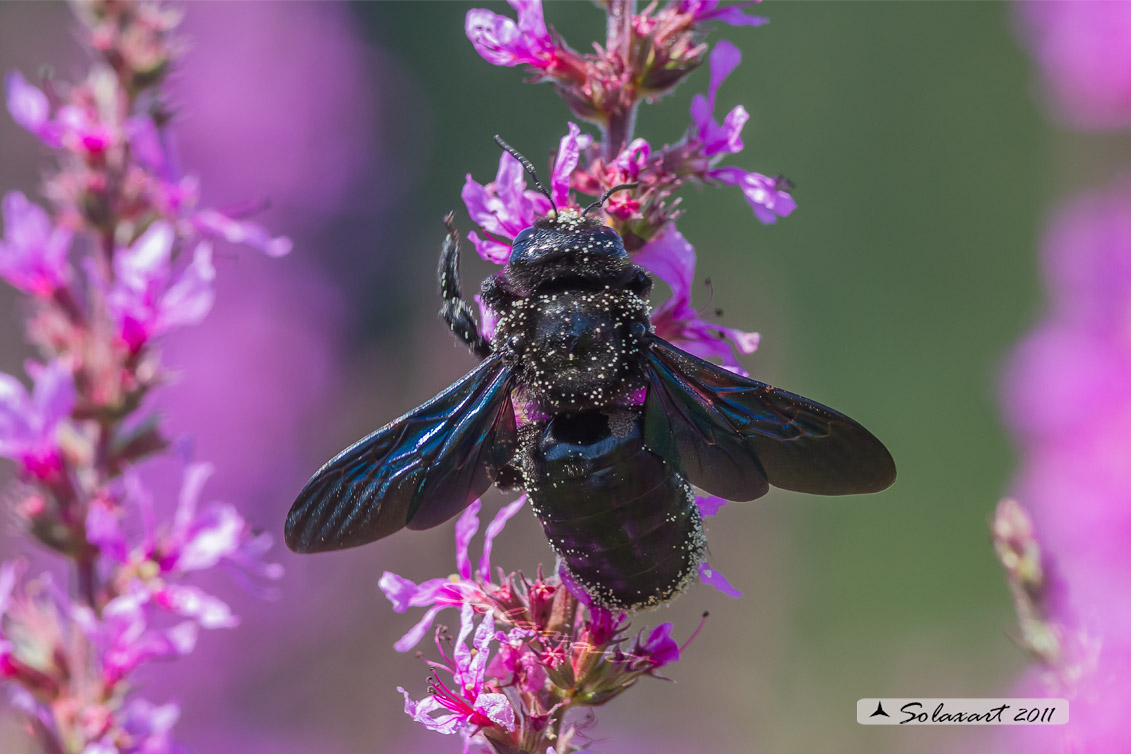 Xilocopa violacea 