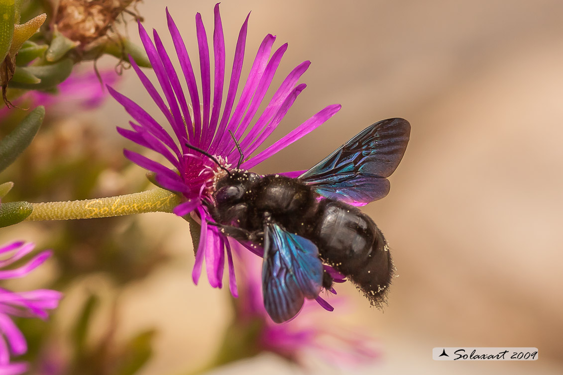 Xylocopa Violacea