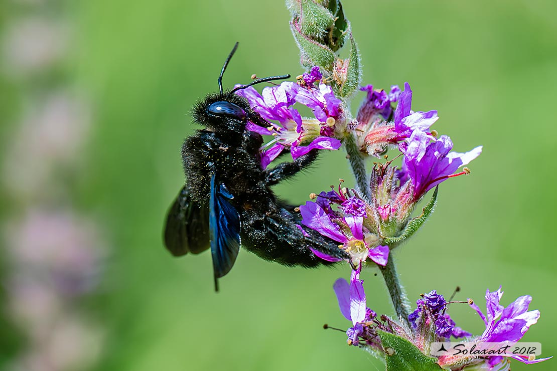 Xylocopa violacea:    Ape legnaiola  ;   Violet Carpenter Bee