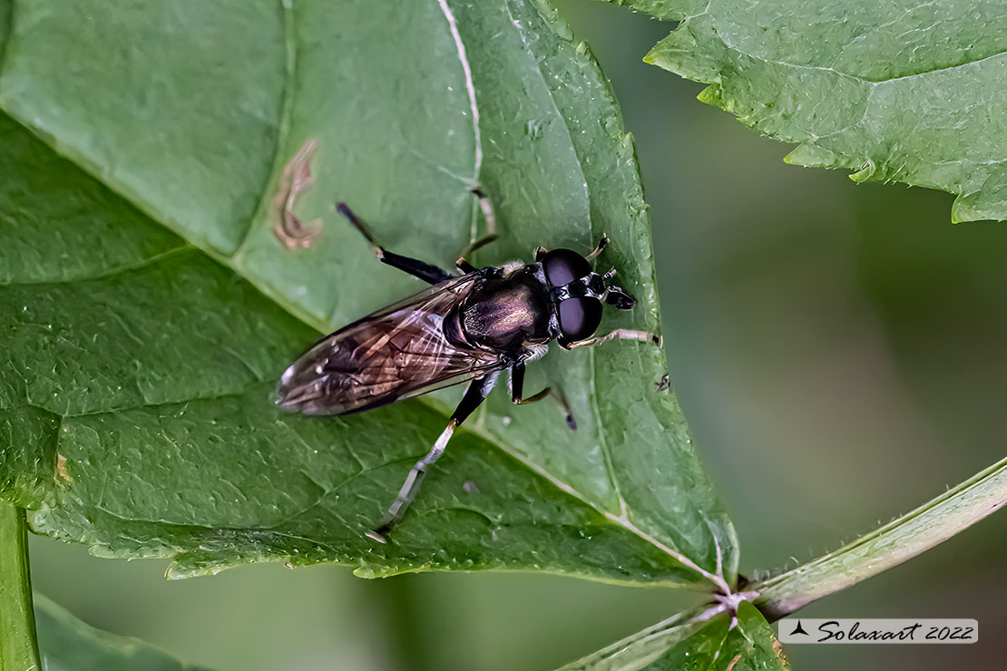 Xylota segnis (femmina)