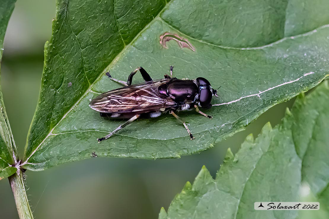 Xylota segnis (femmina)