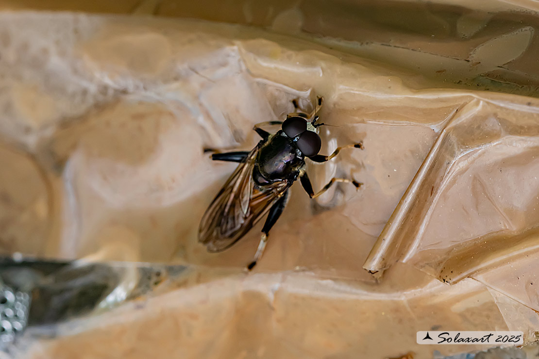 Xylota segnis (femmina)