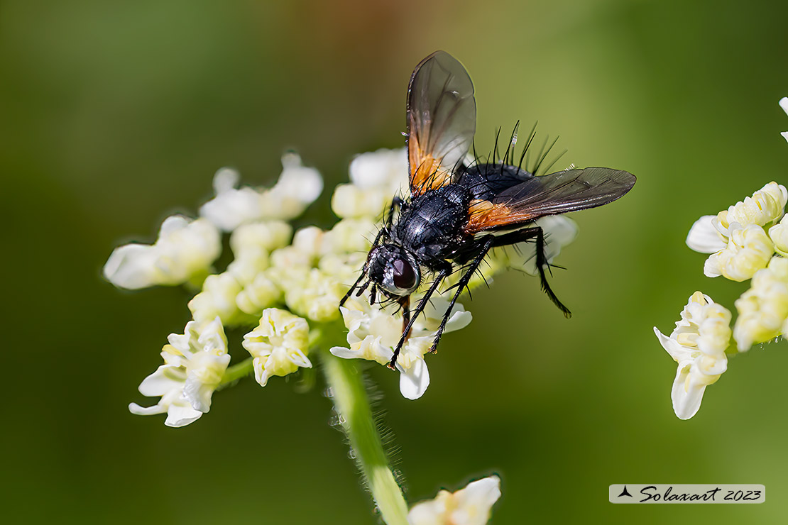 Zophomyia temula