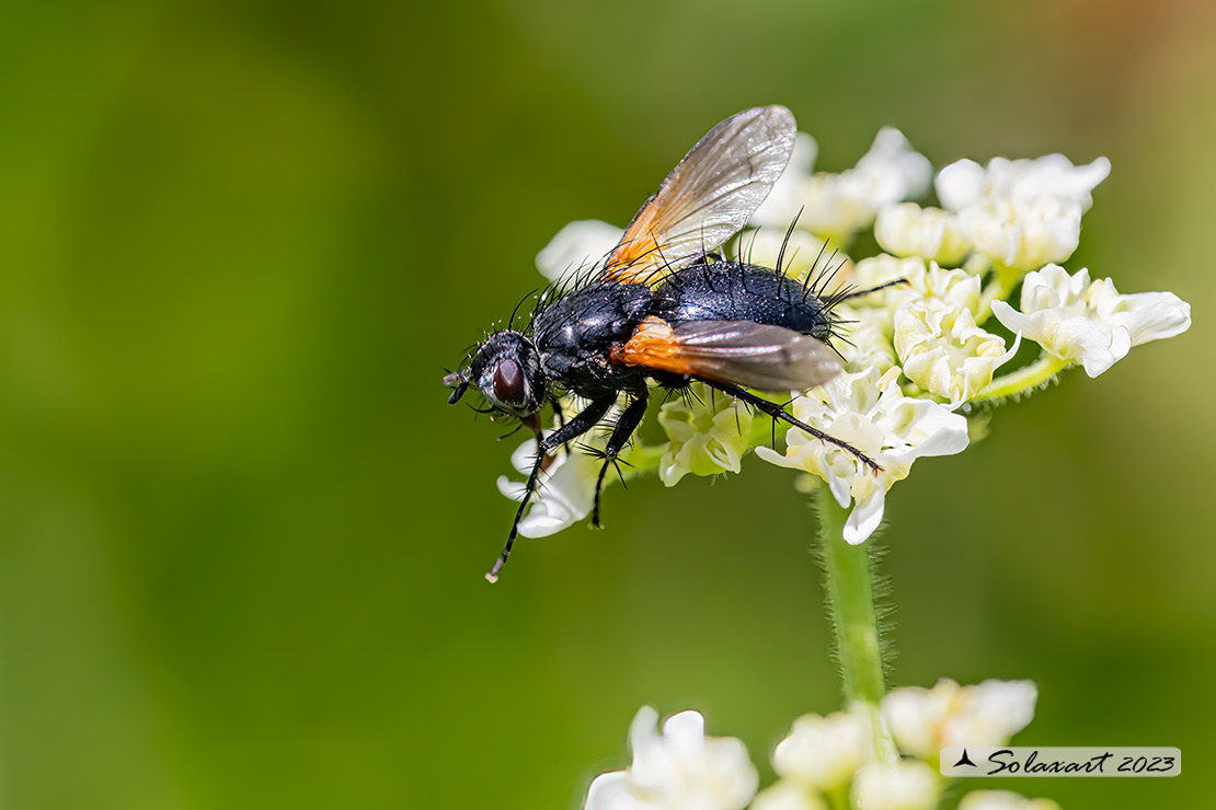 Zophomyia temula