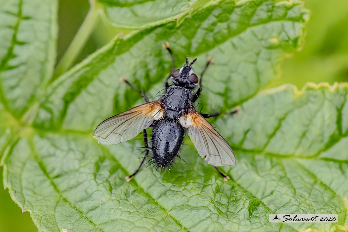 Zophomyia temula