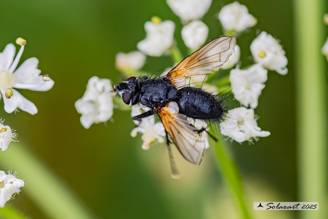 Zophomyia temula