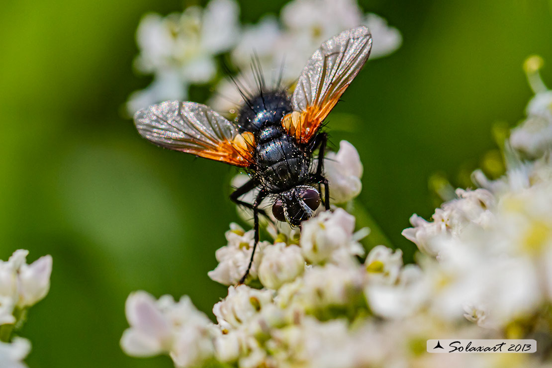 Zophomyia temula