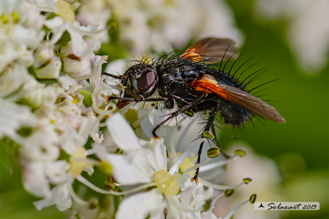 Zophomyia temula