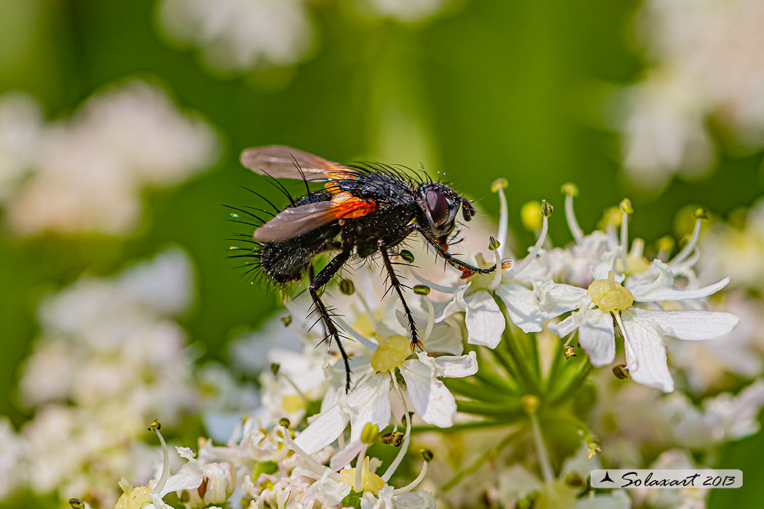 Zophomyia temula