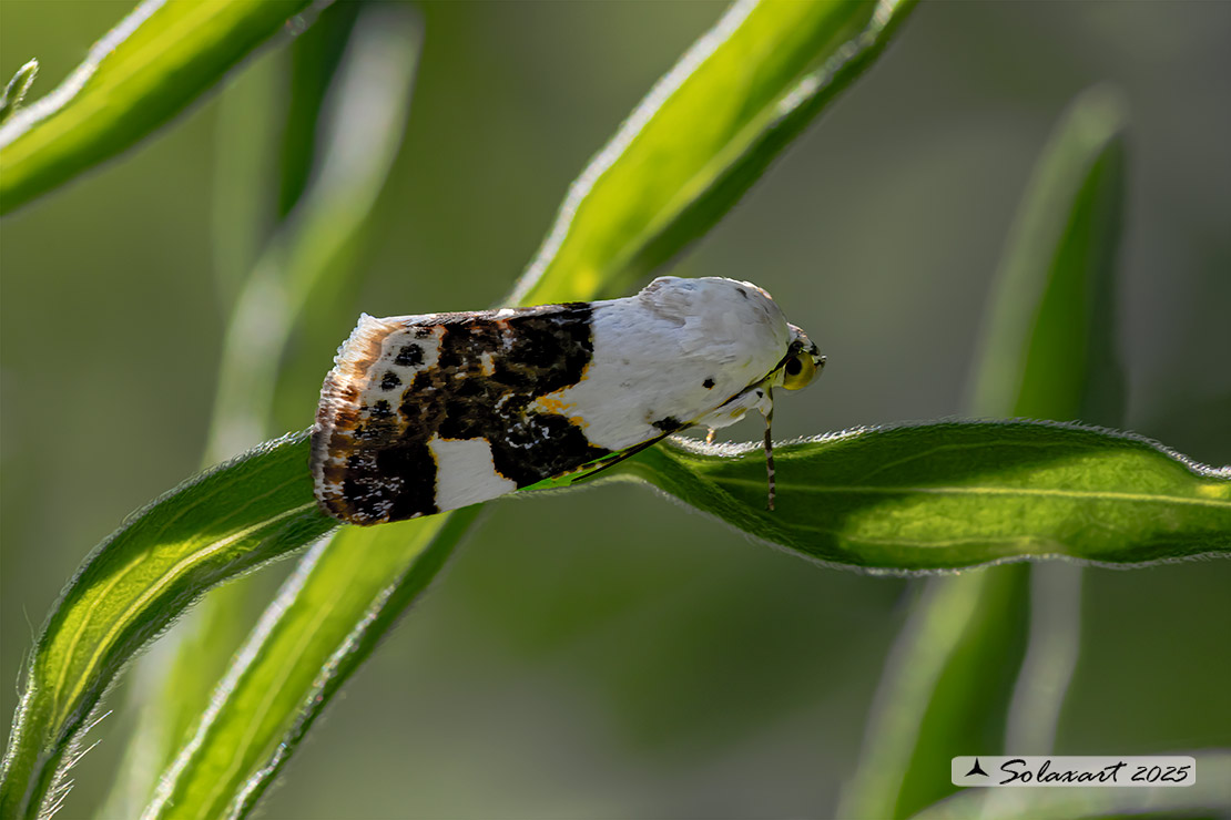 Acontia lucida: Collier blanc (bruco / caterpillar)