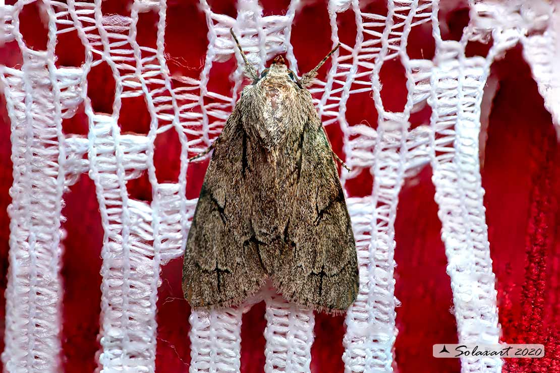 Acronicta psi: Grey dagger (bruco / caterpillar)