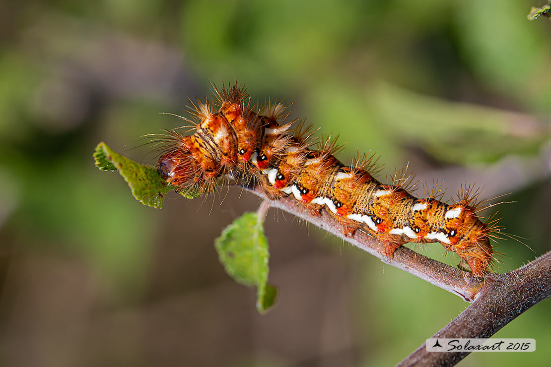 Acronicta rumicis: Knot Grass (bruco / caterpillar)