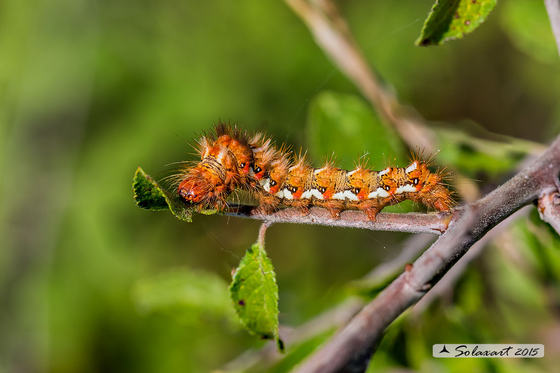 Acronicta rumicis: Knot Grass (bruco / caterpillar)